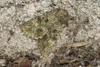 Polymixis lichenea