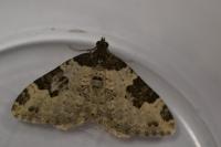 Xanthorhoe fluctuata