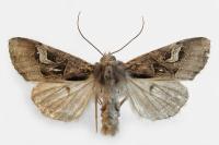 Trigonophora flammea