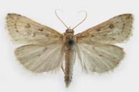 Udea numeralis