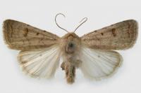 Caradrina proxima