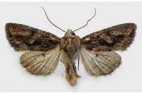 Dryobotodes tenebrosa