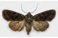 Dryobotodes tenebrosa
