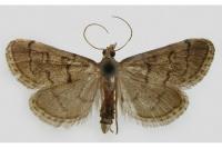 Metasia cuencalis bourgognei