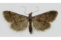 Metasia cuencalis bourgognei