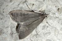 Mecyna asinalis