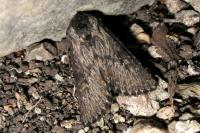 Aporophyla australis