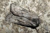 Aporophyla australis