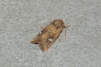 Amphipoea fucosa
