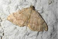 Camptogramma bilineata