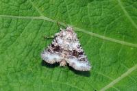 Hecatera bicolorata