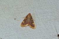Hypsopygia costalis