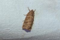 Ipimorpha retusa