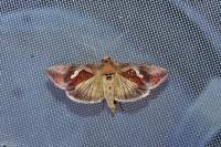 Macdunnoughia confusa