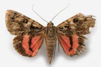 Catocala coniuncta