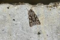 Xylocampa areola