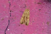 Lithophane socia
