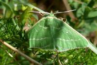 Thetidia smaragdaria