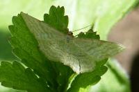 Idaea macilentaria