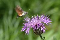 Macroglossum stellatarum