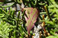 Rhodostrophia calabra