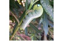 Daphnis nerii