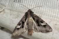 Trigonophora flammea