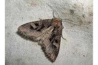 Trigonophora jodea