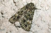 Polymixis lichenea