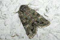 Polymixis lichenea