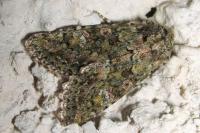 Polymixis lichenea