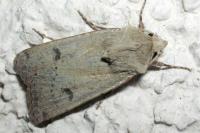 Agrotis trux