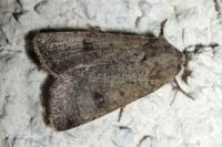 Agrotis trux