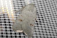 Caradrina proxima
