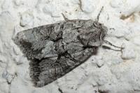 Dryobotodes monochroma