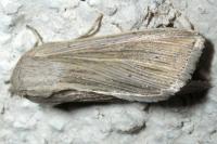 Mythimna riparia