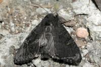 Aporophyla nigra