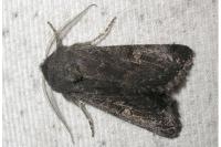 Aporophyla lueneburgensis