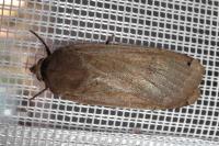 Noctua pronuba
