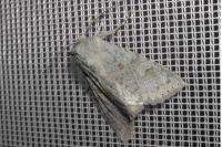 Ammoconia senex