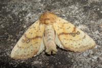 Tiliacea sulphurago