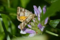 Synthymia fixa
