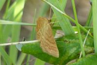 Idaea ochrata