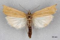 Ancylolomia tentaculella / disparalis