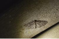 Eupithecia abbreviata