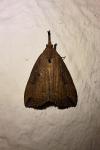 Hypena rostralis
