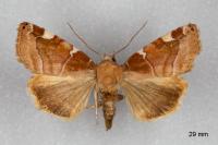 Cosmia diffinis
