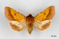 Pyrrhia umbra
