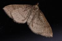 Costaconvexa polygrammata