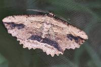 Menophra abruptaria